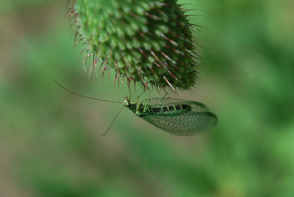 Grnes Perlenauge Chrysopa perla