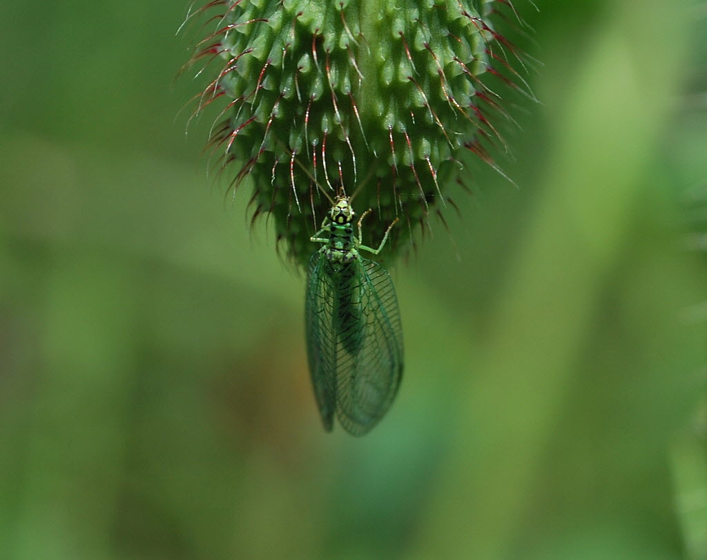 Grnes Perlenauge Chrysopa perla