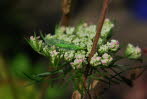 Gemeine Florfliege Chrysoperla carnea