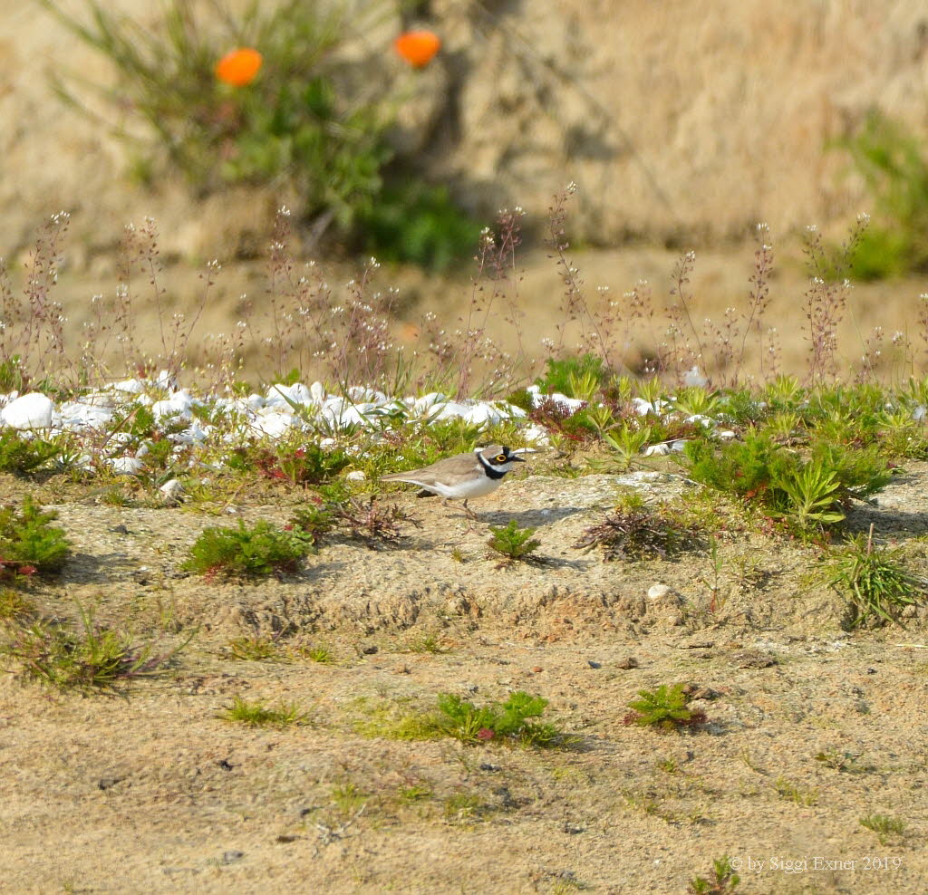 Fluregenpfeifer Charadrius dubius