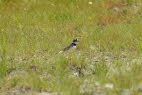 Fluregenpfeifer Charadrius dubius