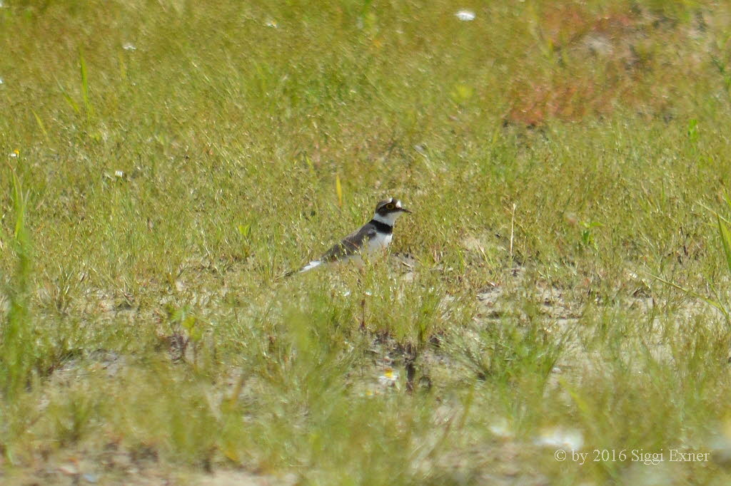 Fluregenpfeifer Charadrius dubius