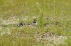 Fluregenpfeifer Charadrius dubius