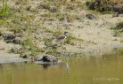 Fluregenpfeifer Charadrius dubius