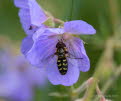 Scaeva selenitica Frhe Grostirnschwebfliege