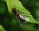 Scaeva selenitica Frhe Grostirnschwebfliege