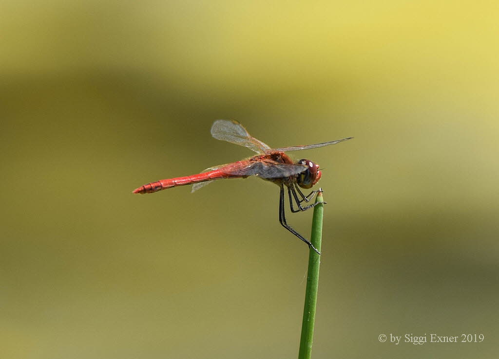 Frhe Heidelibelle Sympetrum fonscolombii