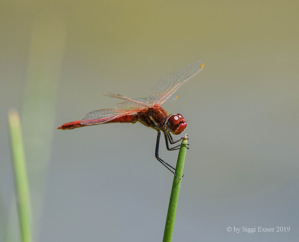 Frhe Heidelibelle Sympetrum fonscolombii