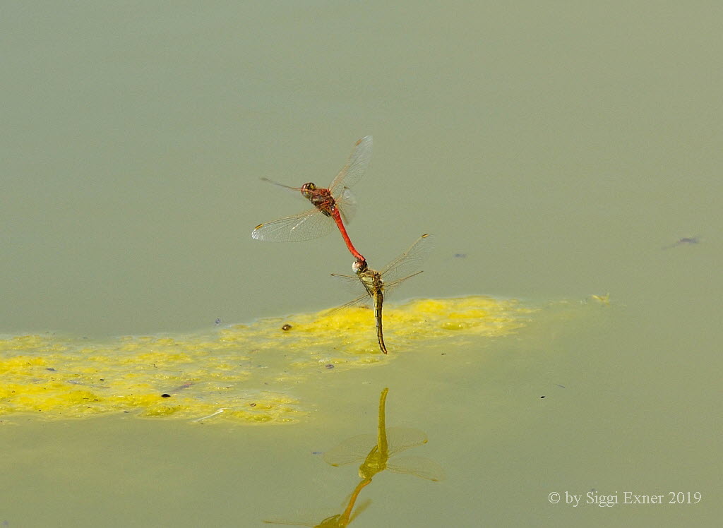 Frhe Heidelibelle Sympetrum fonscolombii