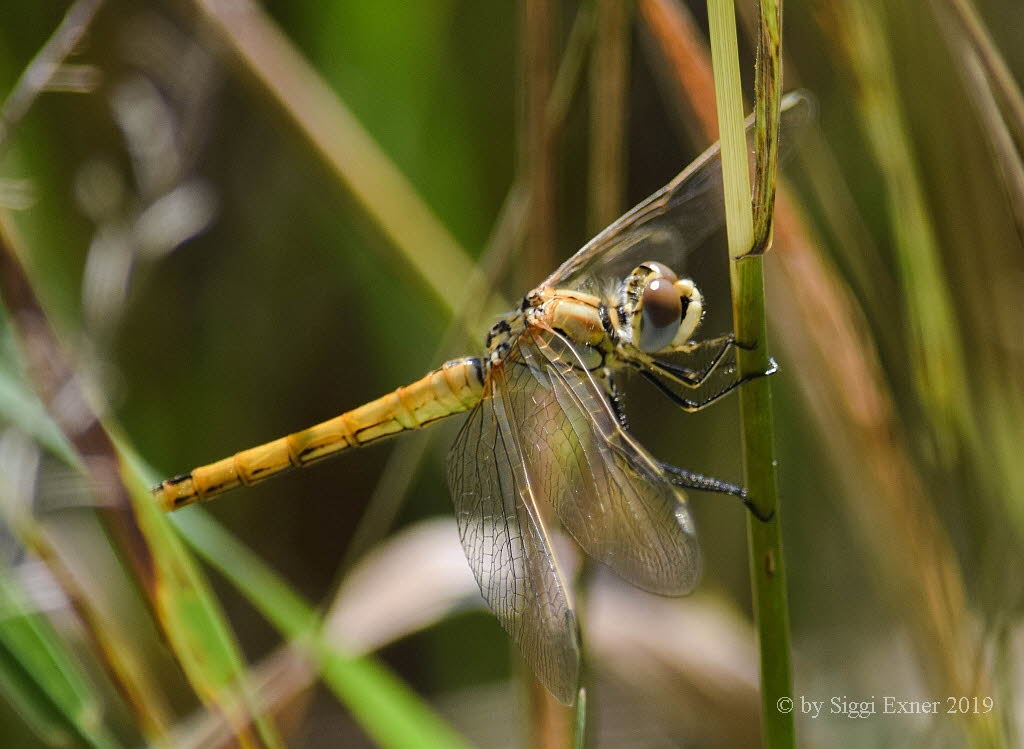 Frhe Heidelibelle Sympetrum fonscolombii