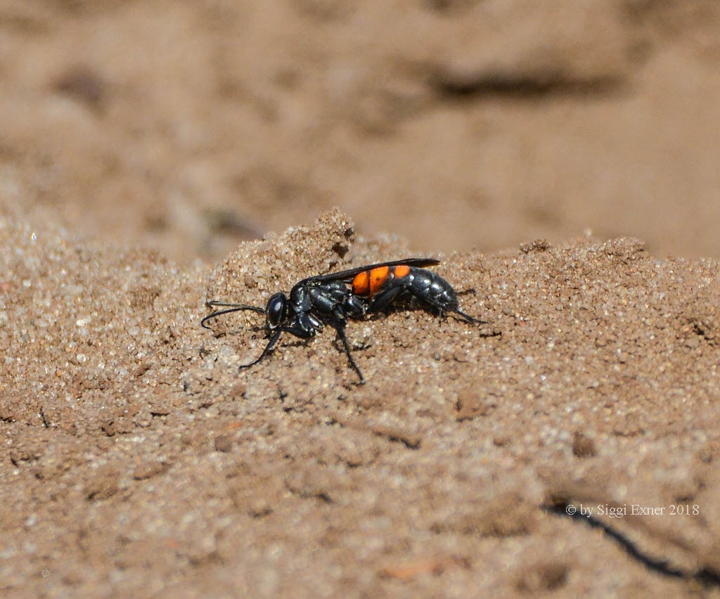 Anoplius viaticus Frhlings-Wegwespe 