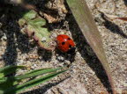 Fnfpunkt-Marienkfer  Coccinella quinquepunctata