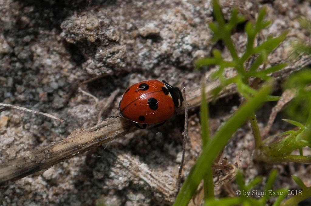 Fnfpunkt-Marienkfer  Coccinella quinquepunctata