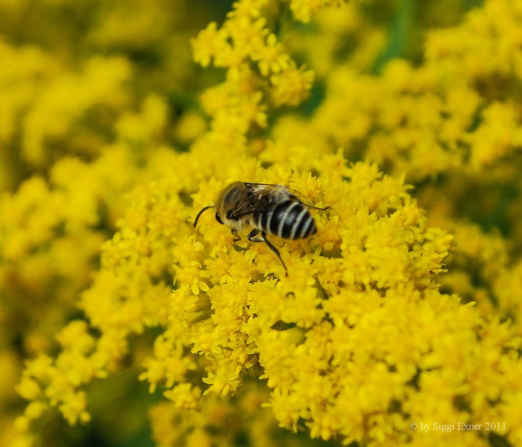 Lasioglossum sp Furchenbiene