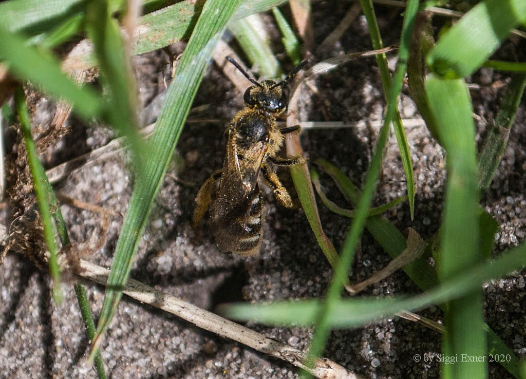 Furchenbiene Lasioglossum fulvicorne/ sexstrigatum