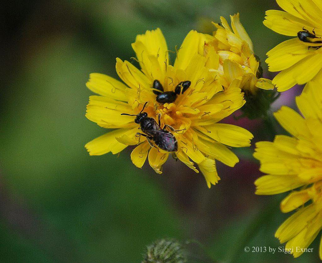 Lasioglissum sp Furchen-/ Schmalbiene