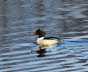 Gnsesger Mergus merganser