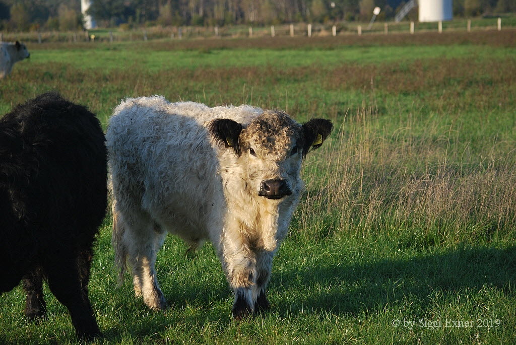 White Galloway