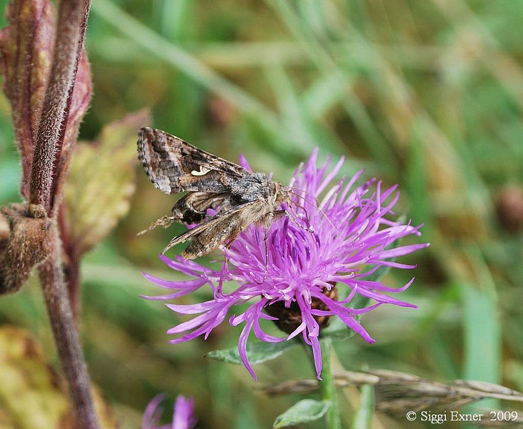 Gammaeule Autographa gamma