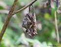 Gammaeule Autographa gamma