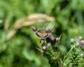 Gammaeule Autographa gamma