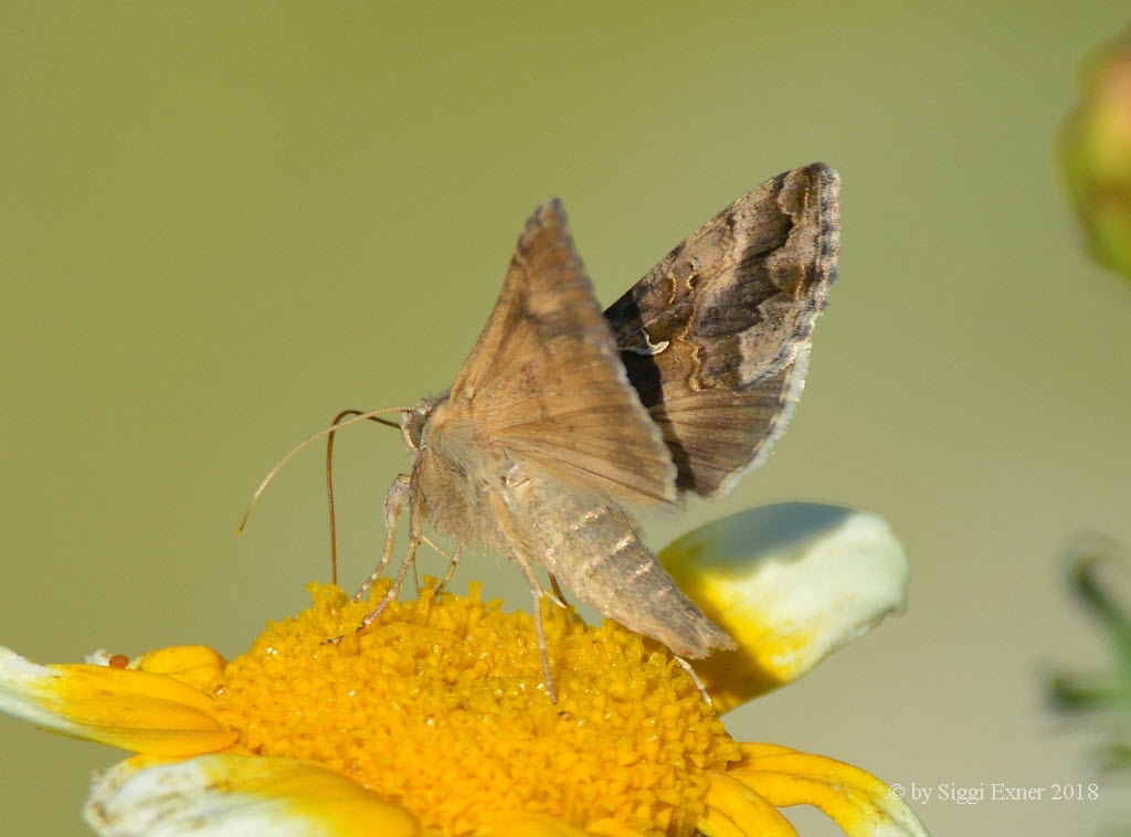 Gammaeule Autographa gamma