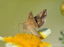 Gammaeule Autographa gamma