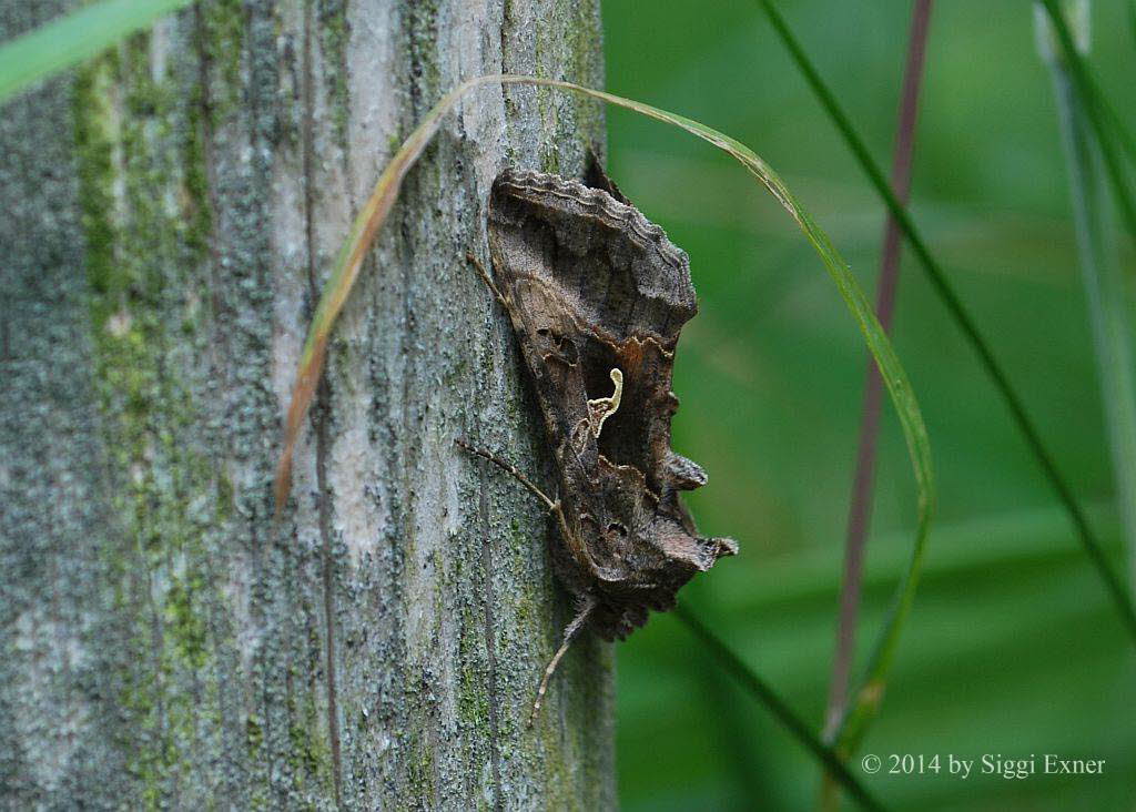 Gammaeule Autographa gamma