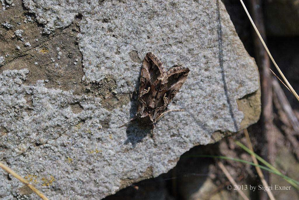 Gammaeule Autographa gamma