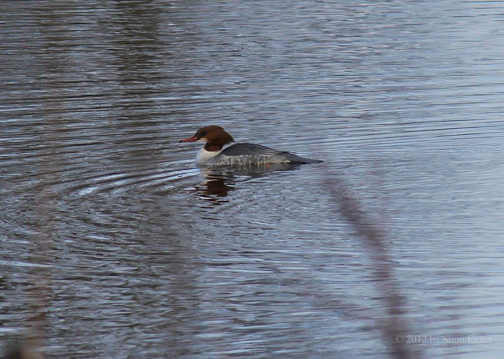 Gnsesger Mergus merganser