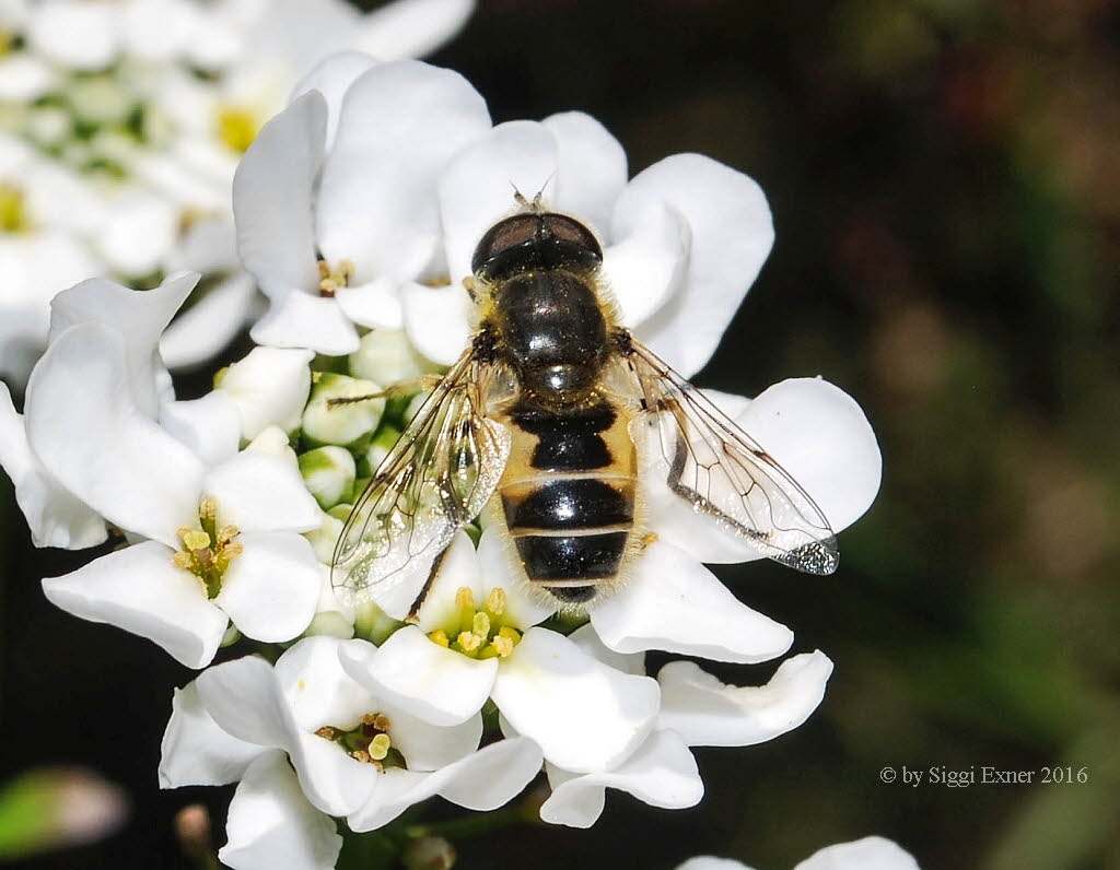 Eristalis lineata Garten-Keilfleckschwebfliege