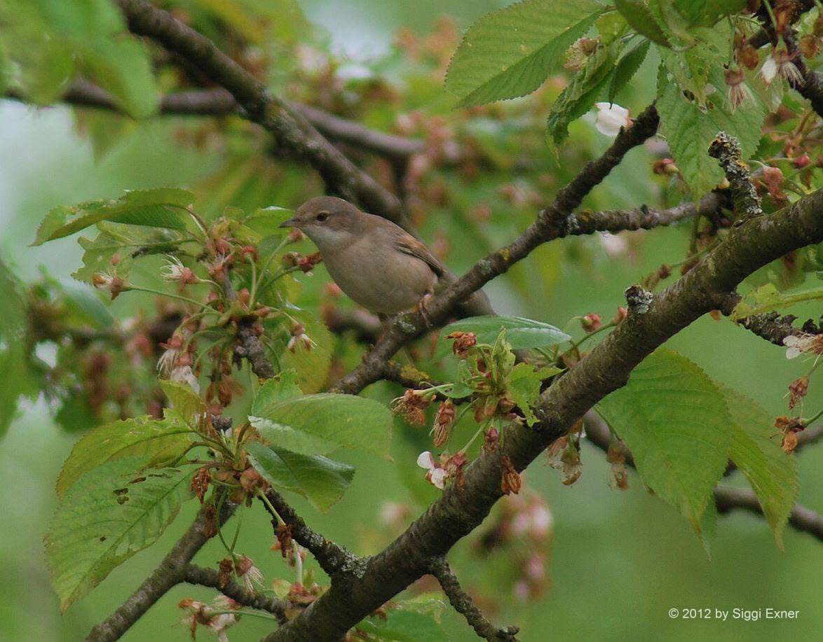 Gartengrasmcke Sylvia borin