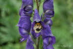 Gartenhummel Bombus hortorum