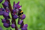 Gartenhummel Bombus hortorum