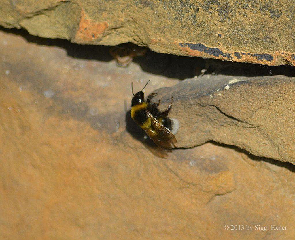 Gartenhummel Bombus hortorum