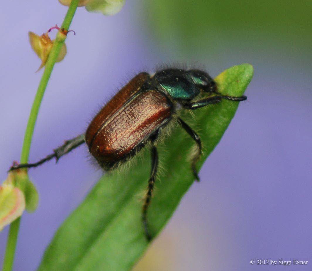 Gartenlaubkfer Phyllopertha horticola