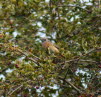 Gartenrotschwanz Phoenicurus phoenicurus