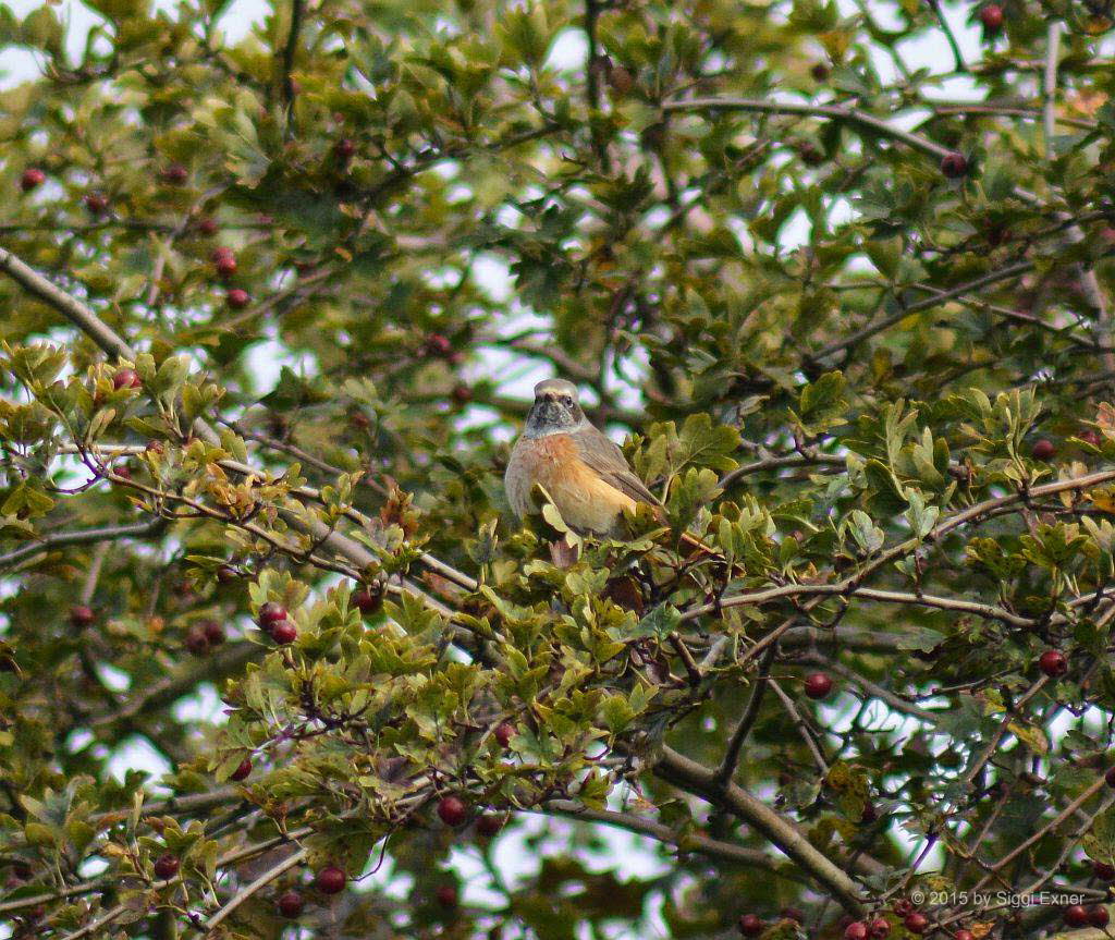 Gartenrotschwanz Phoenicurus phoenicurus