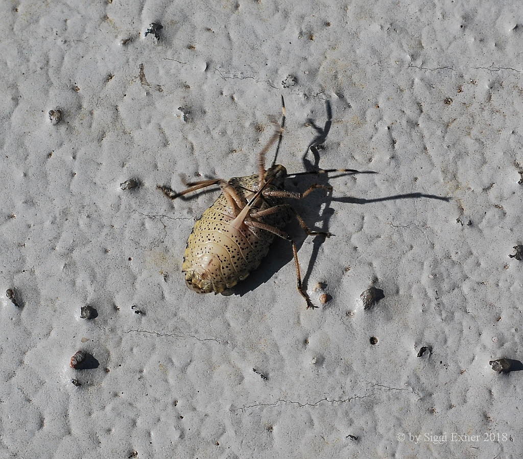 Gartenwanze Rhaphigaster nebulosa