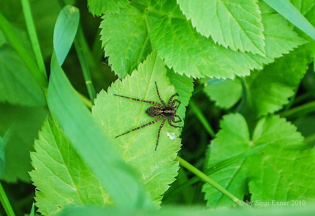 Gartenwolfsspinne Pardosa hortensis