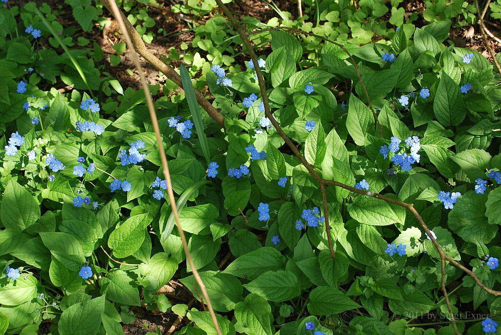 Nabelnen, Frhlings- Omphalodes verna