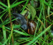 Gefleckte Schnirkelschnecke Arianta arbustorum