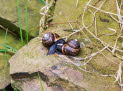 Gefleckte Schnirkelschnecke Arianta arbustorum