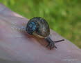 Gefleckte Weinbergschnecke Cornu aspersum