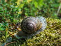 Gefleckte Weinbergschnecke Cornu aspersum