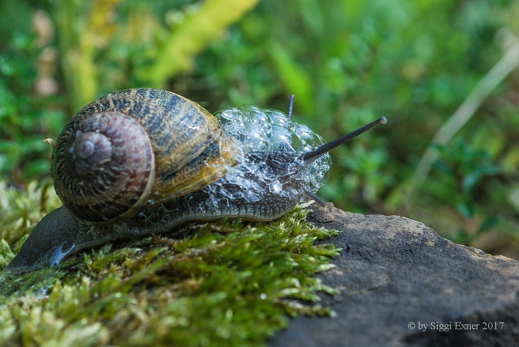 Gefleckte Weinbergschnecke Cornu aspersum