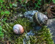 Gefleckte Weinbergschnecke Cornu aspersum