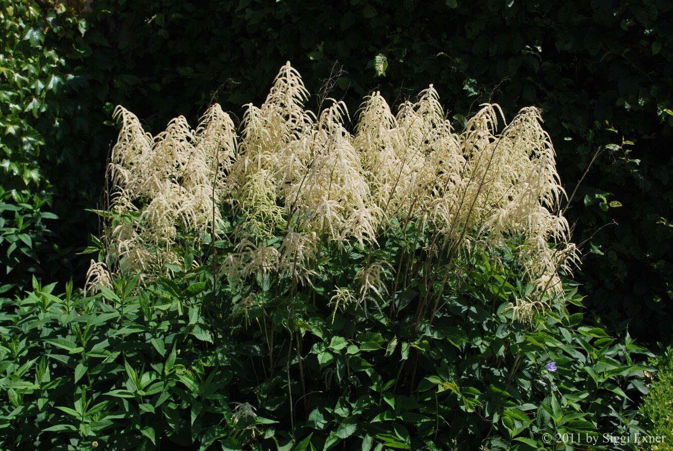 Geibart, Wald- Arncus dioicus