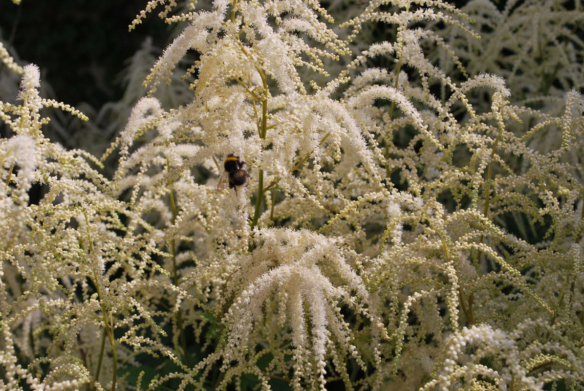 Geibart, Wald- Arncus dioicus