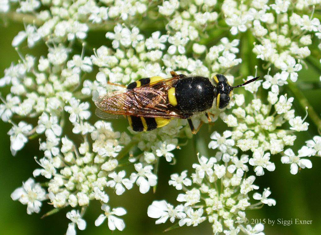 Gelbband-Waffenfliege Stratiomys potamida